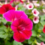 Surfinia a petunia: jakie są kluczowe różnice?